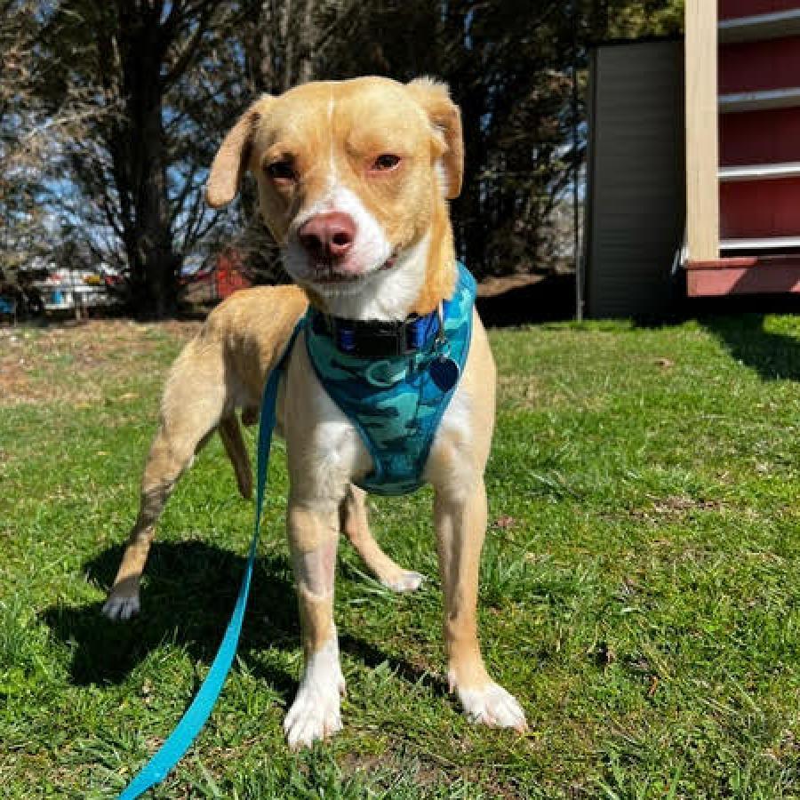 Enlarge Byron, a Adoptable Mixed Breed in Fletcher, NC image 3/6