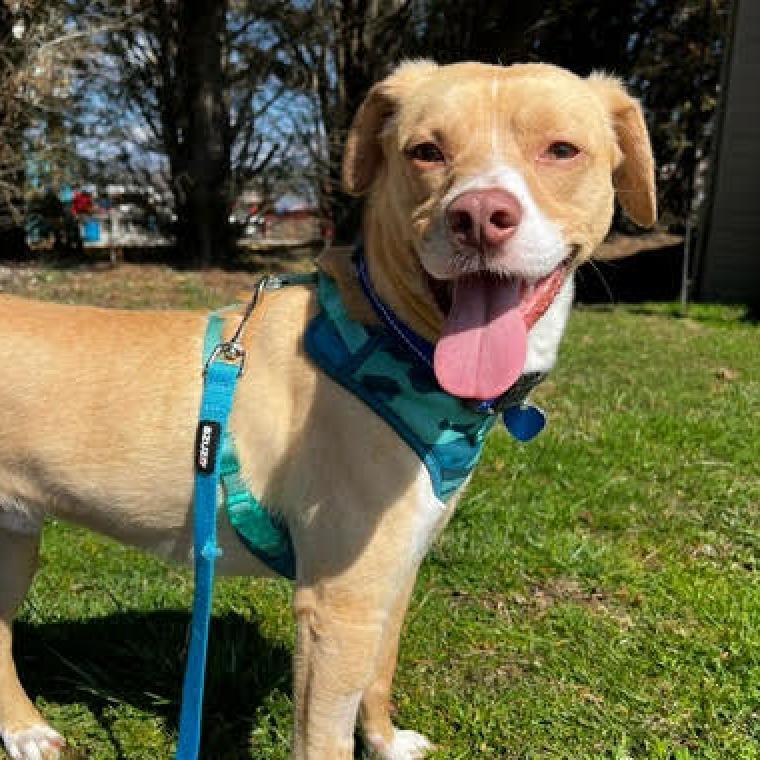 Enlarge Byron, a Adoptable Mixed Breed in Fletcher, NC image 5/6