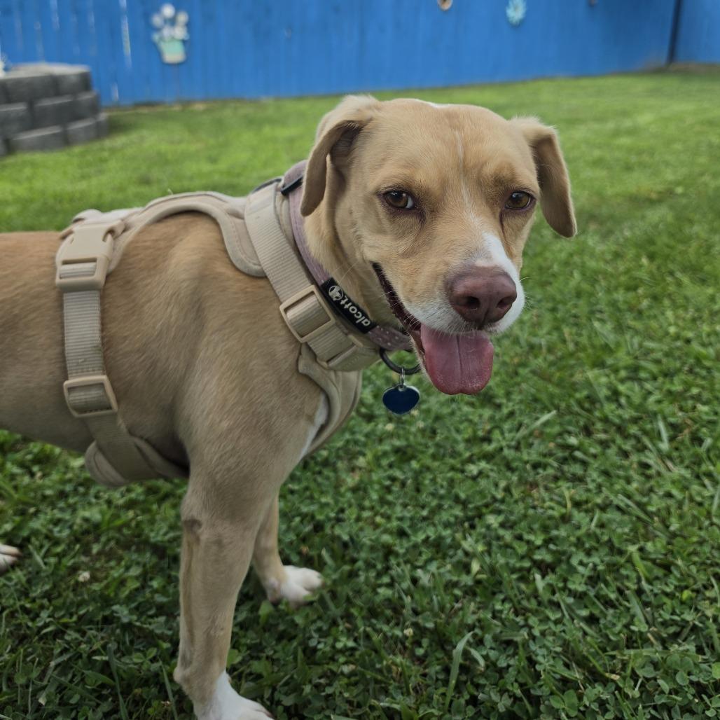 Enlarge Byron, a Adoptable Mixed Breed in Fletcher, NC image 2/6