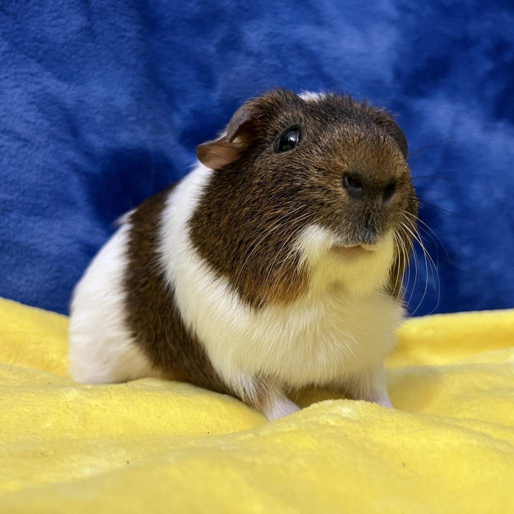 Enlarge Bugsy (bonded to Stuart), a Adoptable Guinea Pig in Decatur, GA image 1/1
