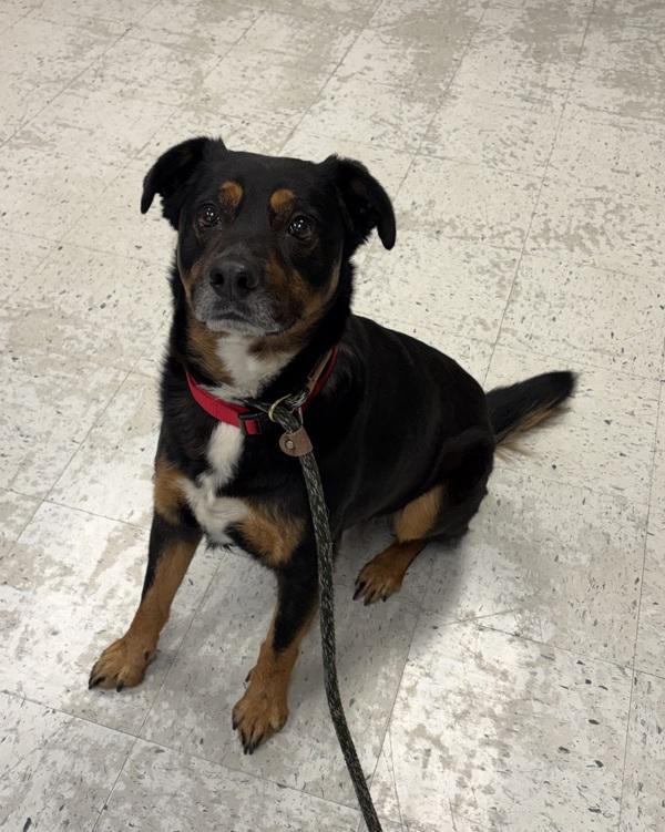 Enlarge Zuko, a Adoptable mixed breed in Salt Lake City, UT image 2/2