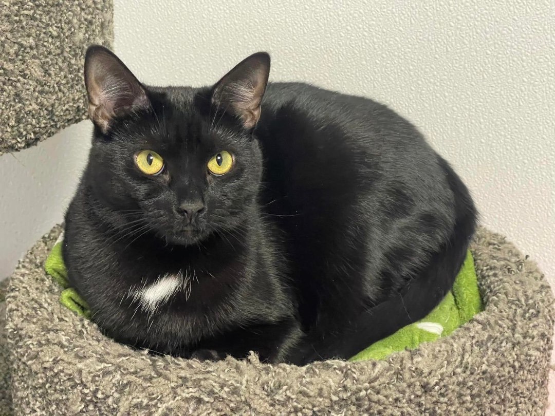 Croft, a Adoptable Domestic Short Hair in Freeport, NY image 2/6