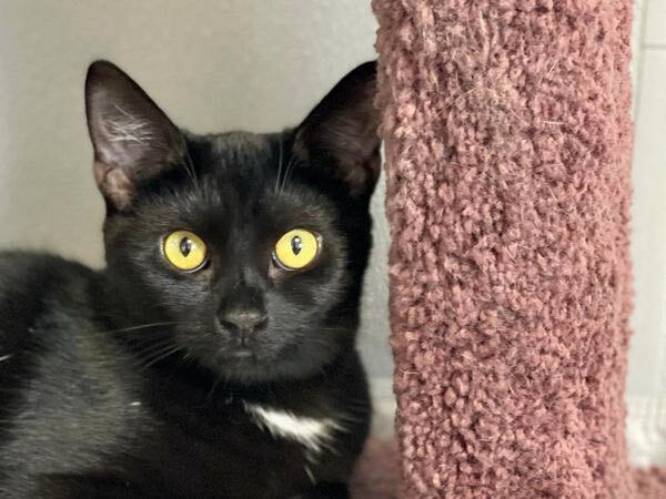 Croft, a Adoptable Domestic Short Hair in Freeport, NY image 4/6