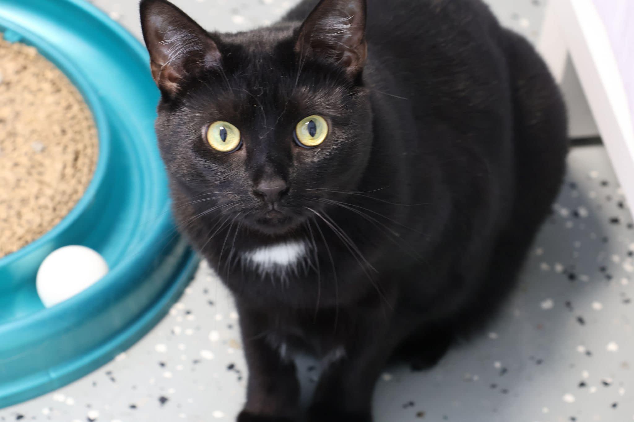 Croft, a Adoptable Domestic Short Hair in Freeport, NY image 3/6