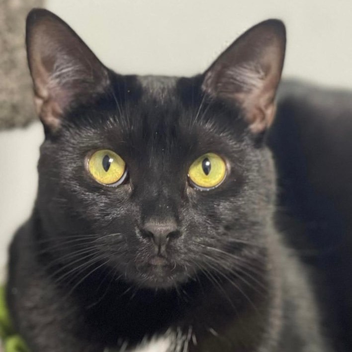 Croft, a Adoptable Domestic Short Hair in Freeport, NY image 1/6