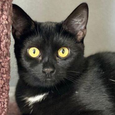 Croft, a Adoptable Domestic Short Hair in Freeport, NY image 5/6