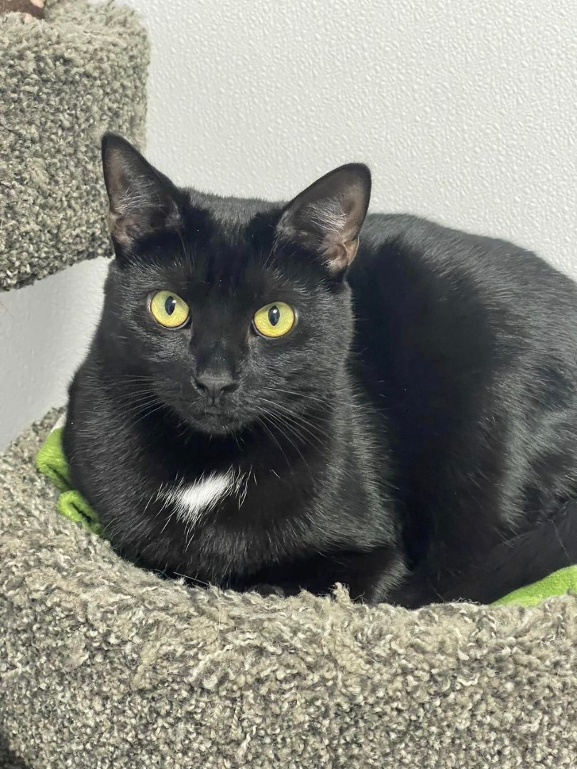 Croft, a Adoptable Domestic Short Hair in Freeport, NY image 6/6