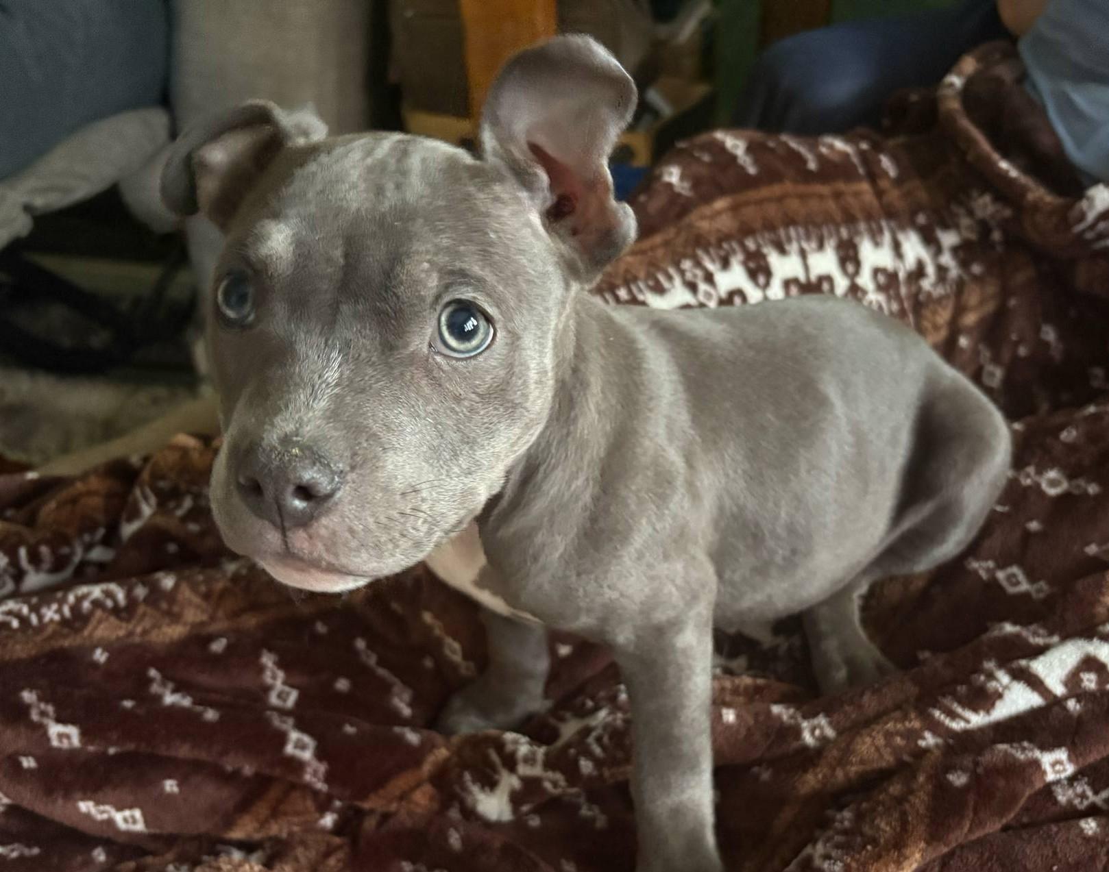 Lennox, Adopted, Puppy Female American Bully.