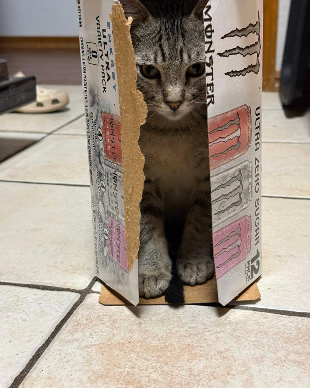 Enlarge Carl, a Adopted Domestic Short Hair in Oklahoma City, OK image 3/3