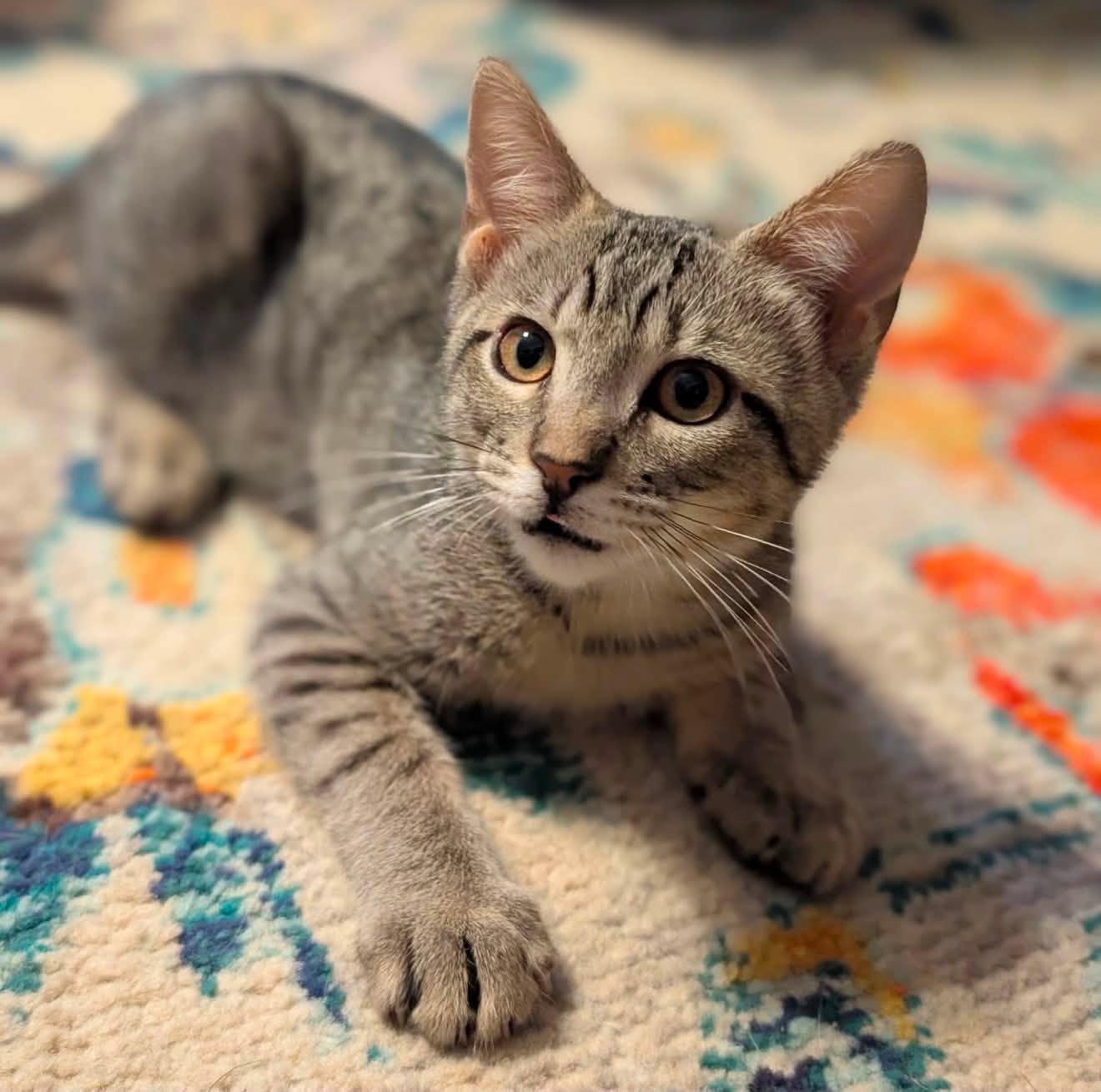 Carl, a ADOPTABLE Domestic Short Hair in Oklahoma City, OK image 2/2