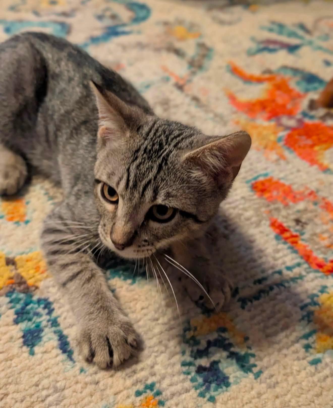 Carl, ADOPTABLE, Kitten Male Domestic Short Hair.