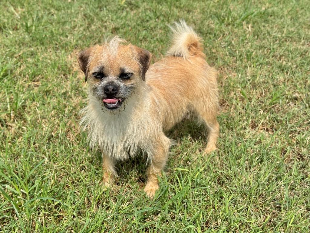 Ajax, a Adoptable mixed breed in Canyon Lake, TX image 1/5