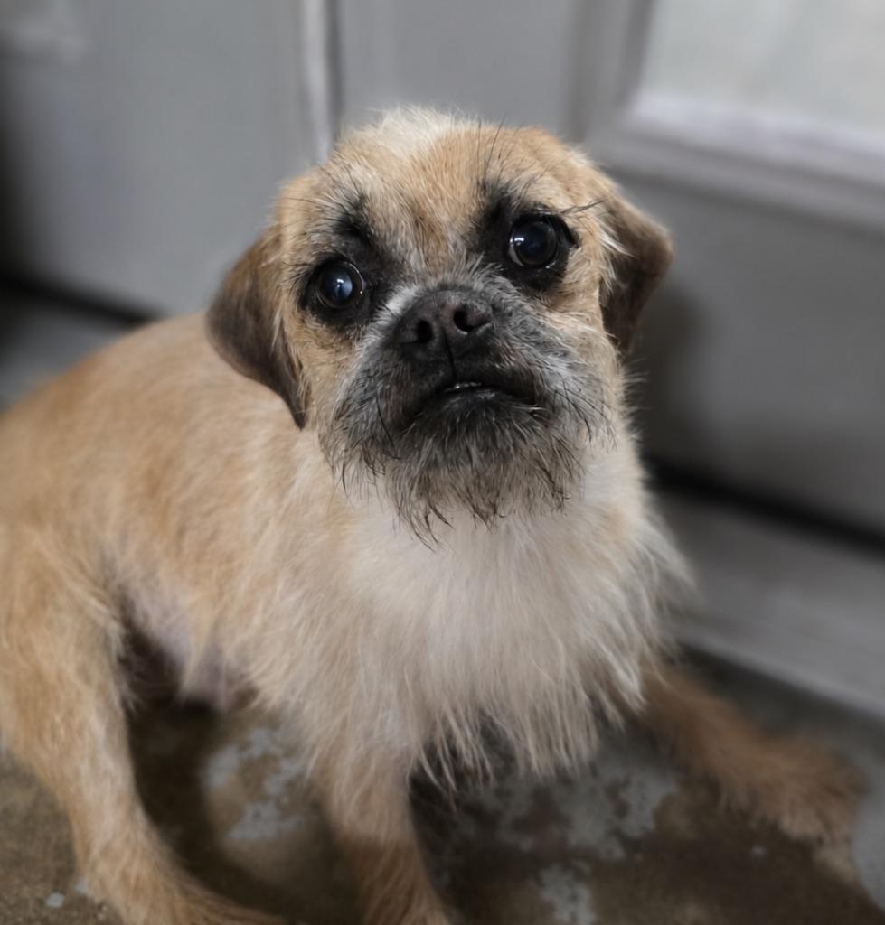 Ajax, a Adoptable mixed breed in Canyon Lake, TX image 2/5