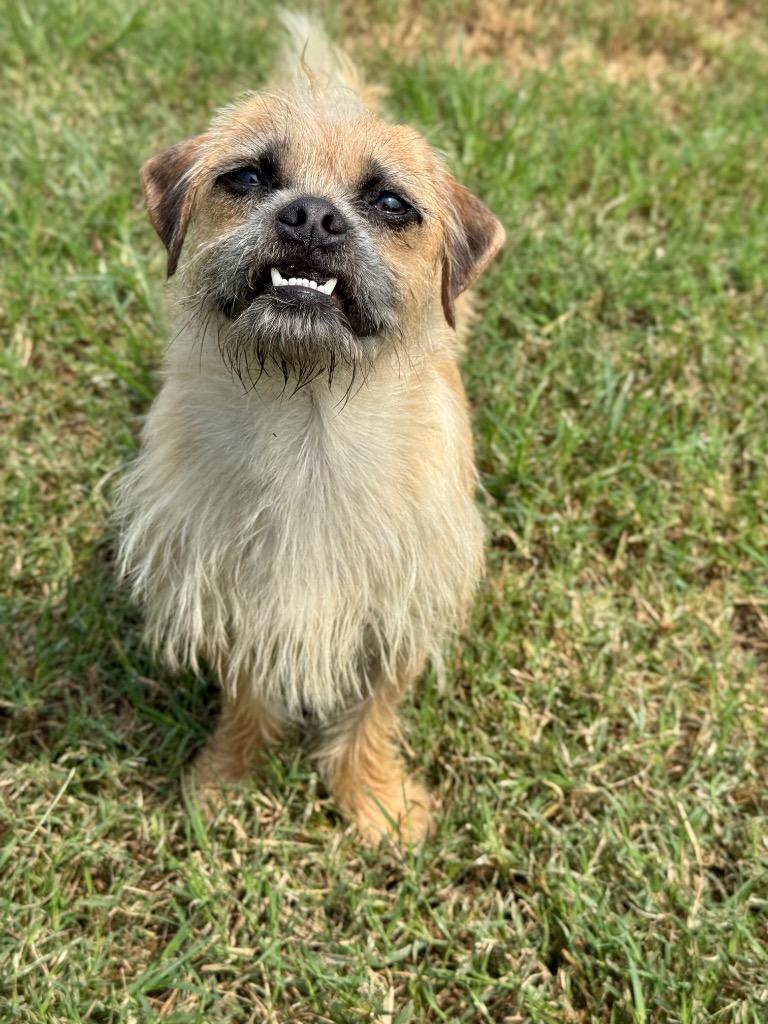 Ajax, a Adoptable mixed breed in Canyon Lake, TX image 3/5