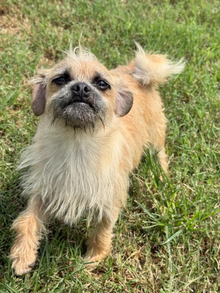Ajax, a Adoptable mixed breed in Canyon Lake, TX image 4/5