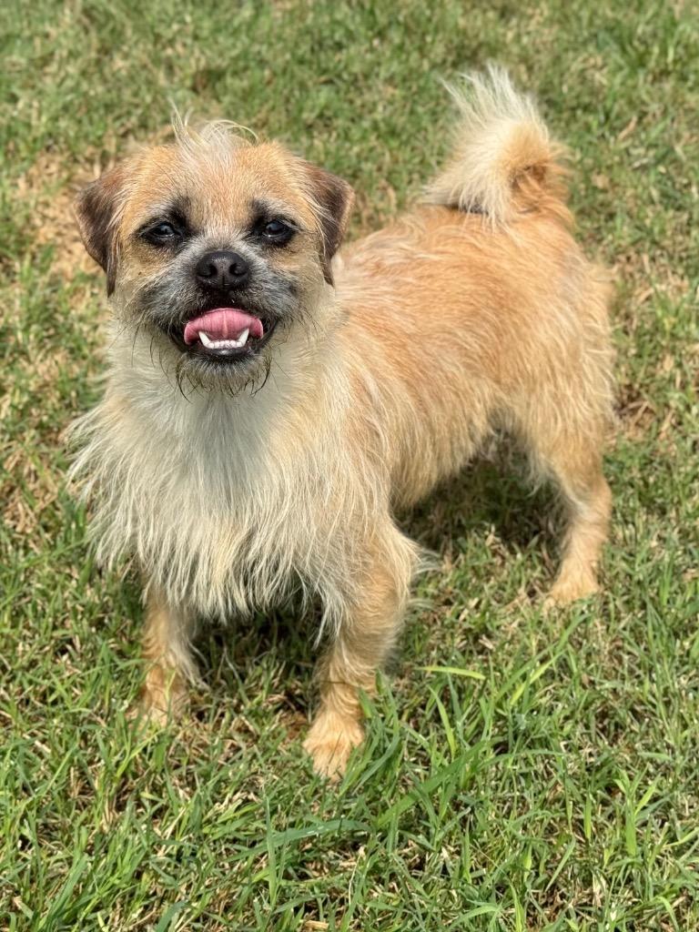 Ajax, a Adoptable mixed breed in Canyon Lake, TX image 5/5