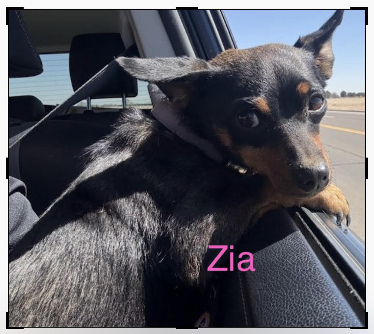 Zia, adopted, Adult Female Chihuahua & Dachshund.