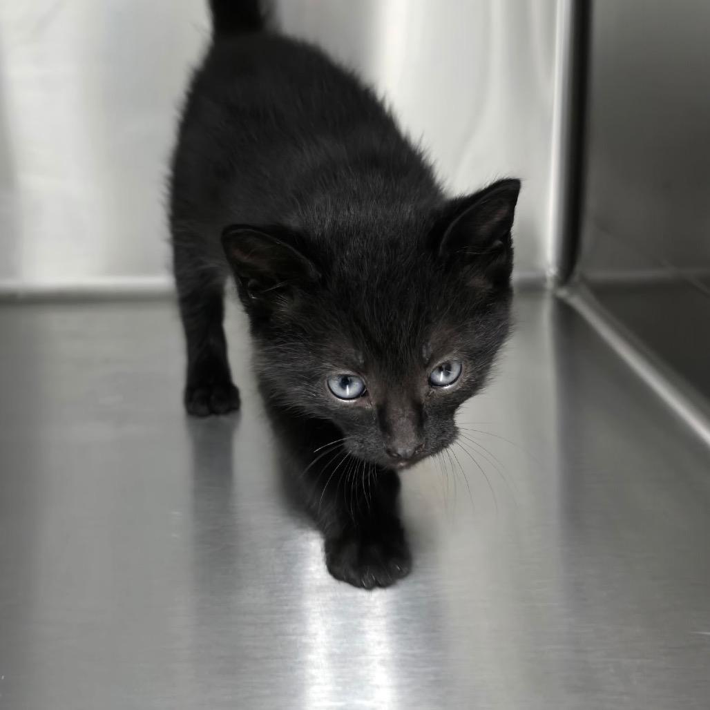Enlarge Hayes, a Adoptable Domestic Short Hair in Walnut Cove, NC image 1/1