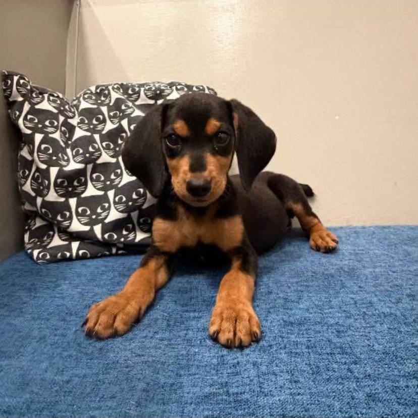 Gideon, Adoptable, Puppy Male Rottweiler & Hound.