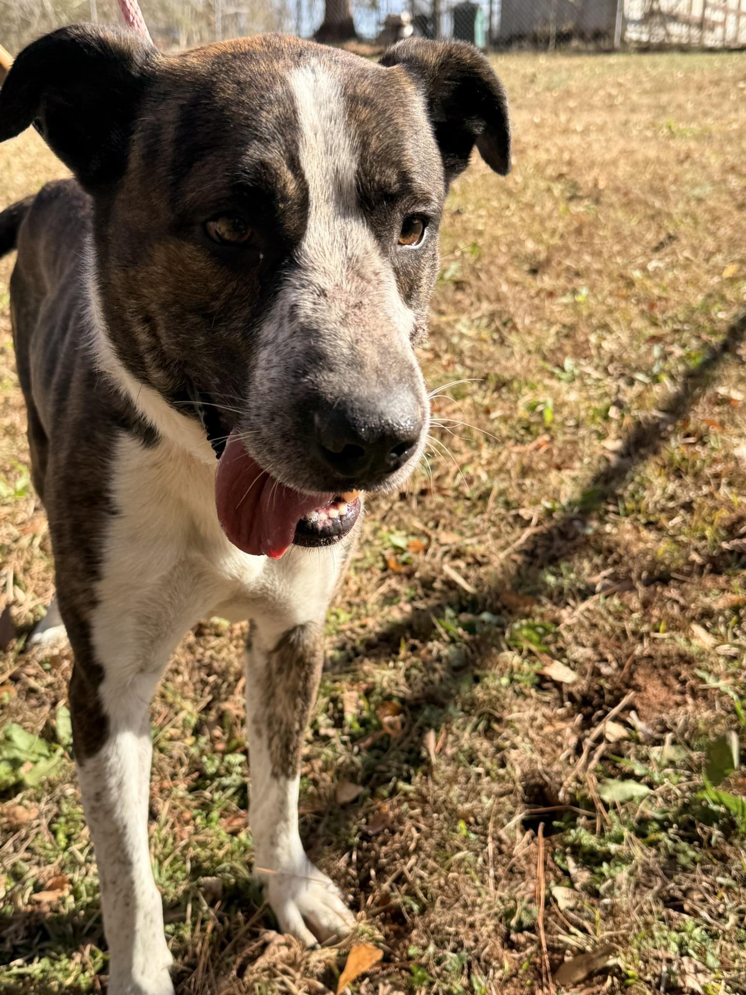 RUGER, ADOPTABLE, Adult Male Catahoula Leopard Dog.