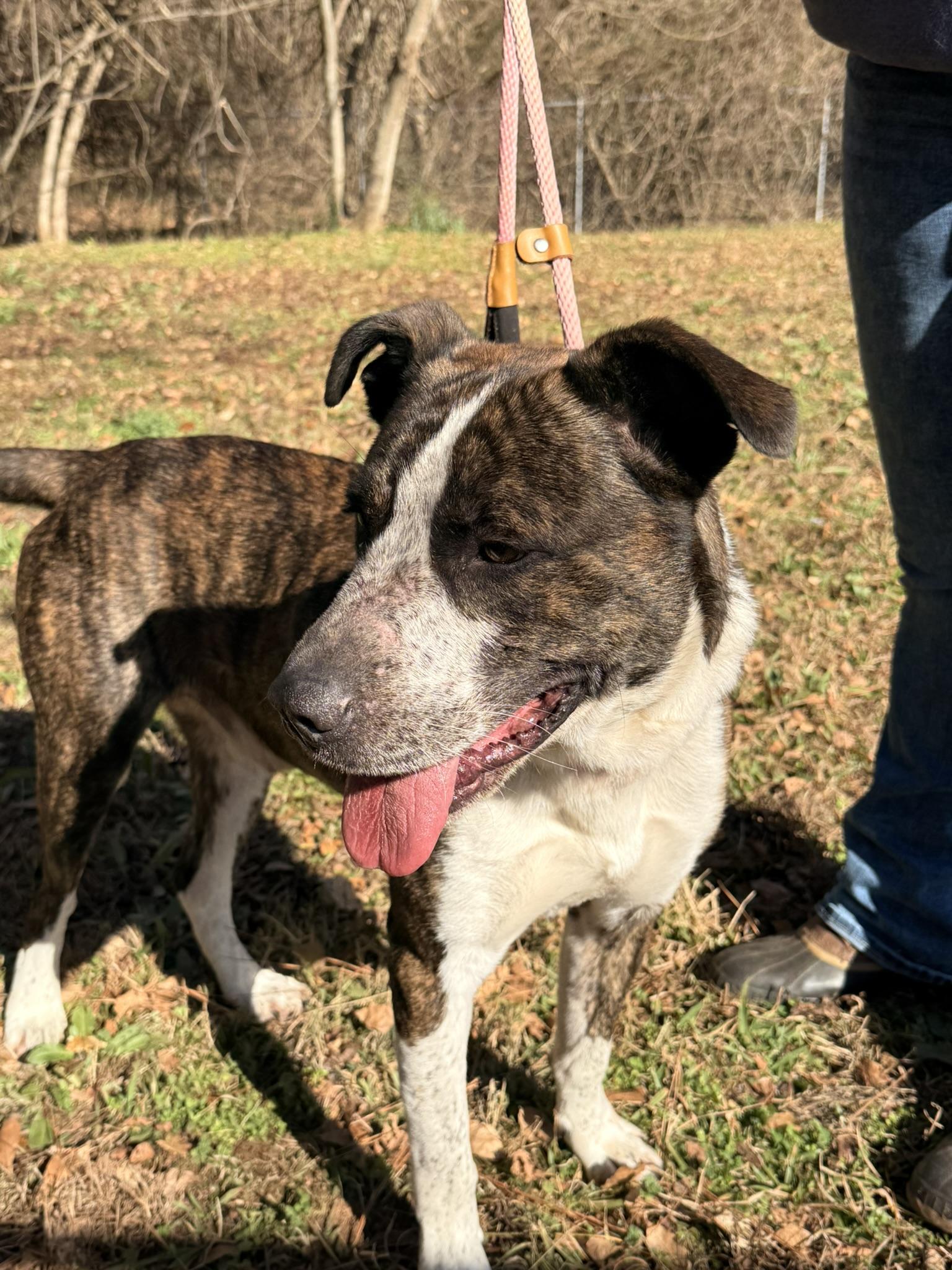 RUGER, a ADOPTABLE mixed breed in Newborn, GA image 4/4