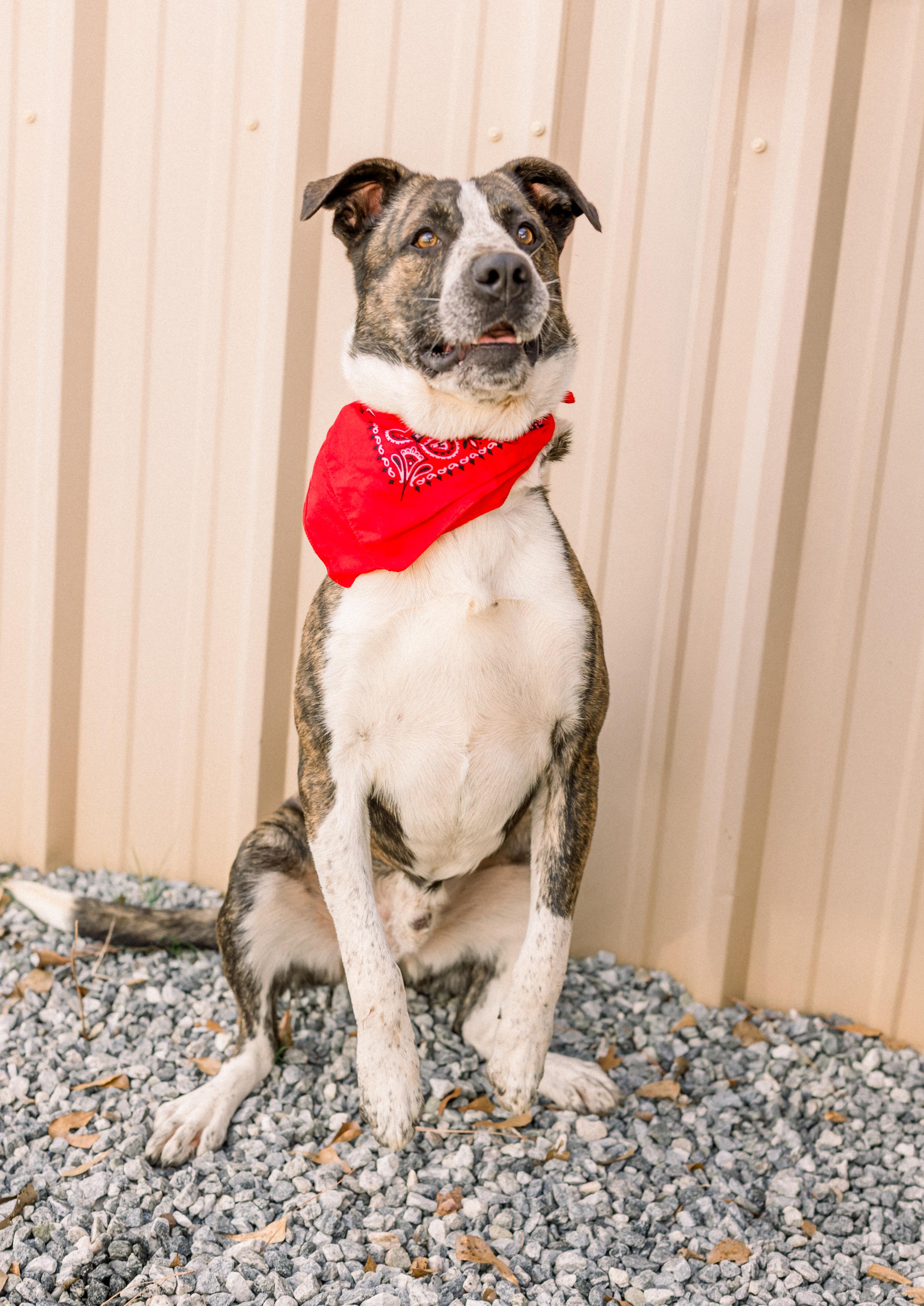 Enlarge RUGER, a ADOPTABLE mixed breed in Newborn, GA image 1/6