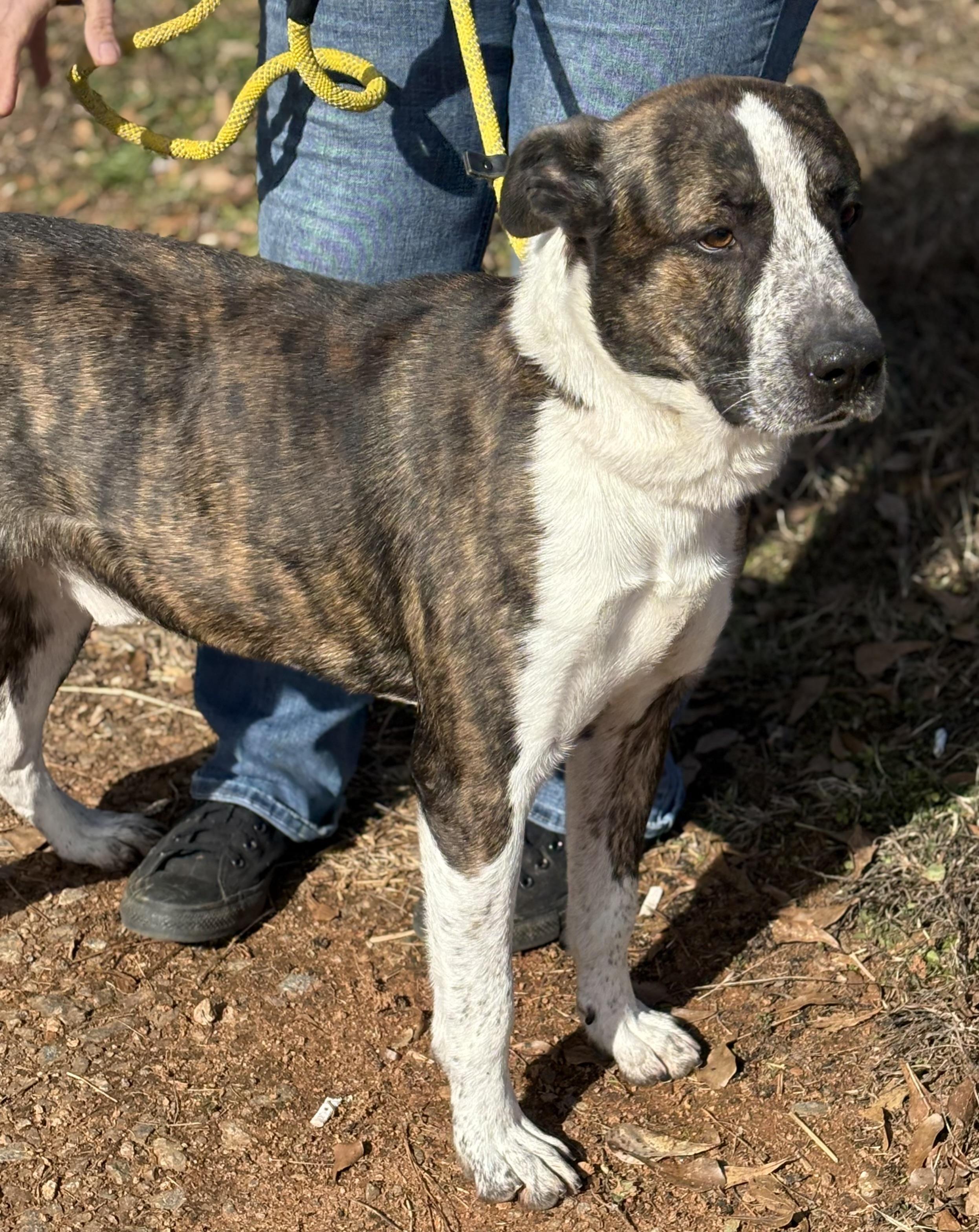 Enlarge RUGGER, a ADOPTABLE mixed breed in Newborn, GA image 4/6