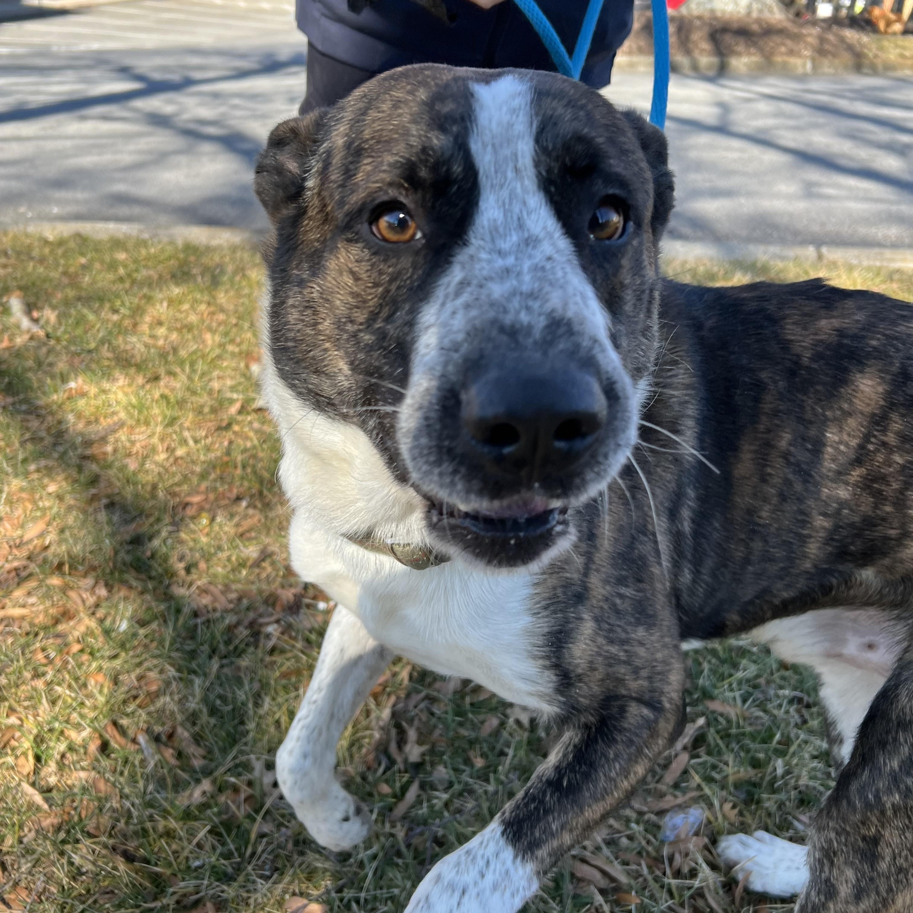 Enlarge RUGGER, a ADOPTABLE mixed breed in Newborn, GA image 2/6