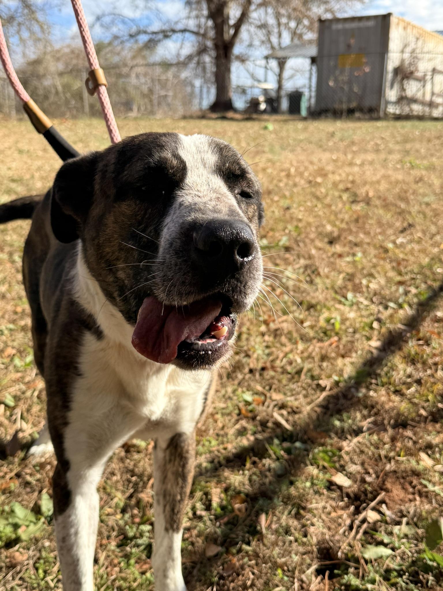 RUGER, a ADOPTABLE mixed breed in Newborn, GA image 2/4