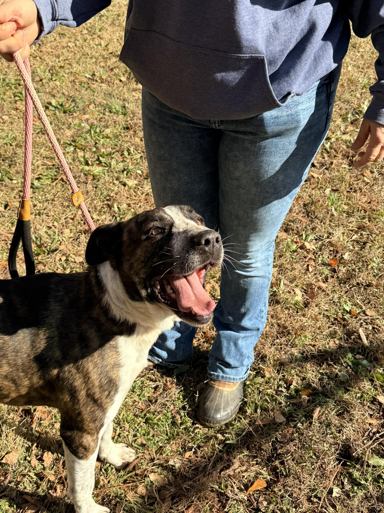 RUGER, a ADOPTABLE mixed breed in Newborn, GA image 3/4