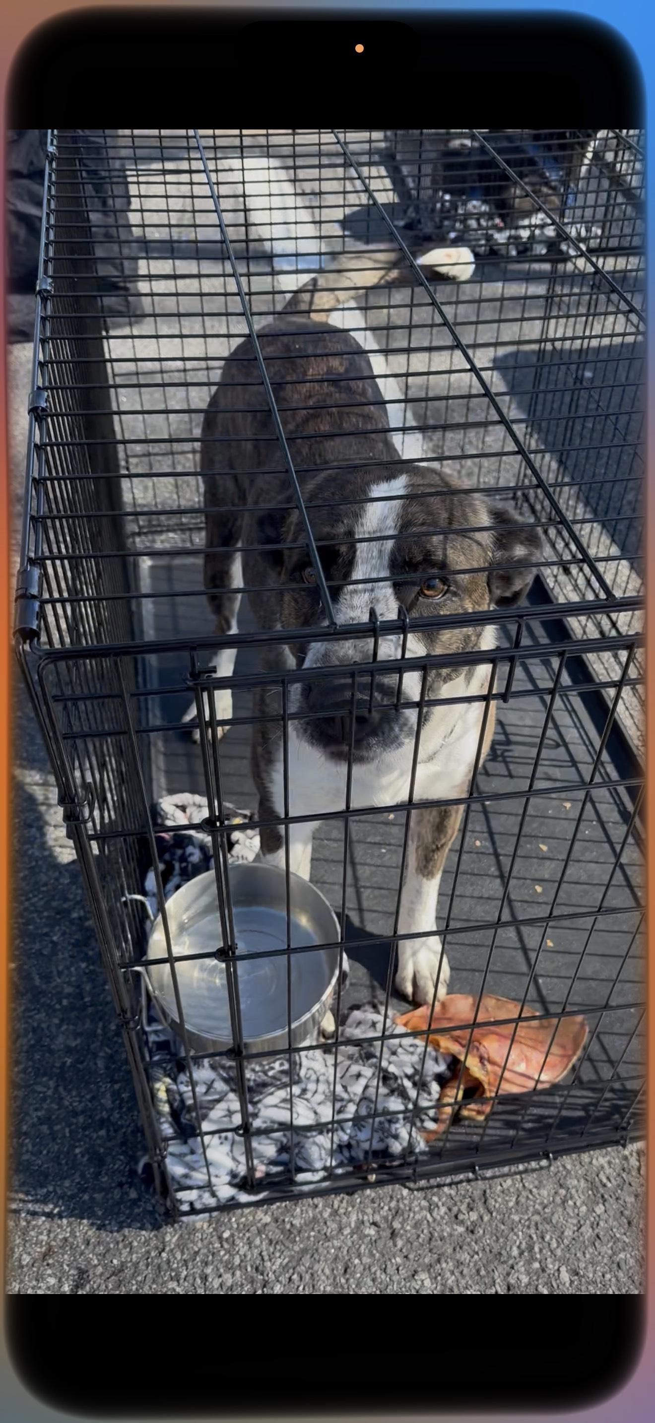 Enlarge RUGGER, a ADOPTABLE mixed breed in Newborn, GA image 5/6