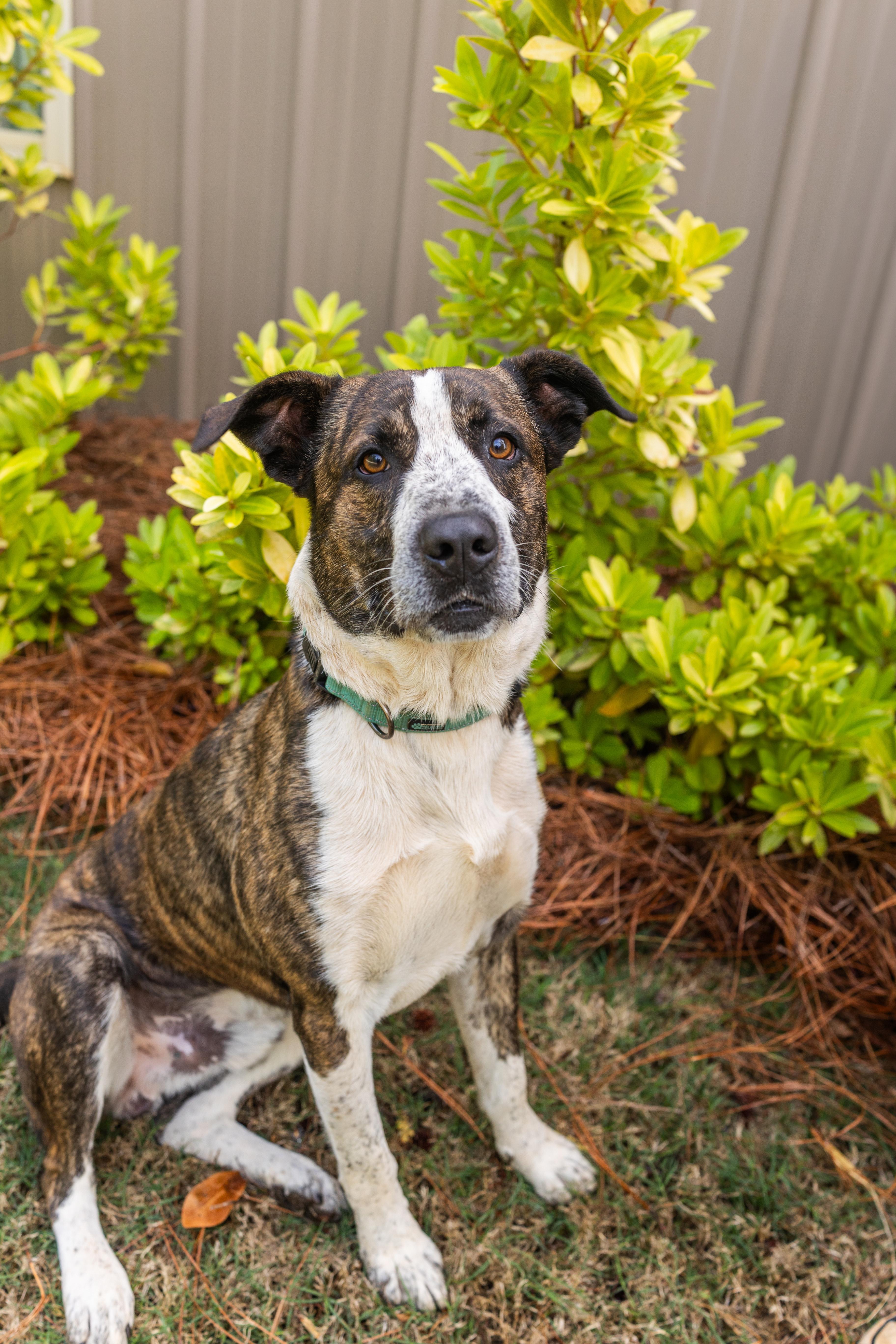 Enlarge RUGER, a ADOPTABLE mixed breed in Newborn, GA image 1/6