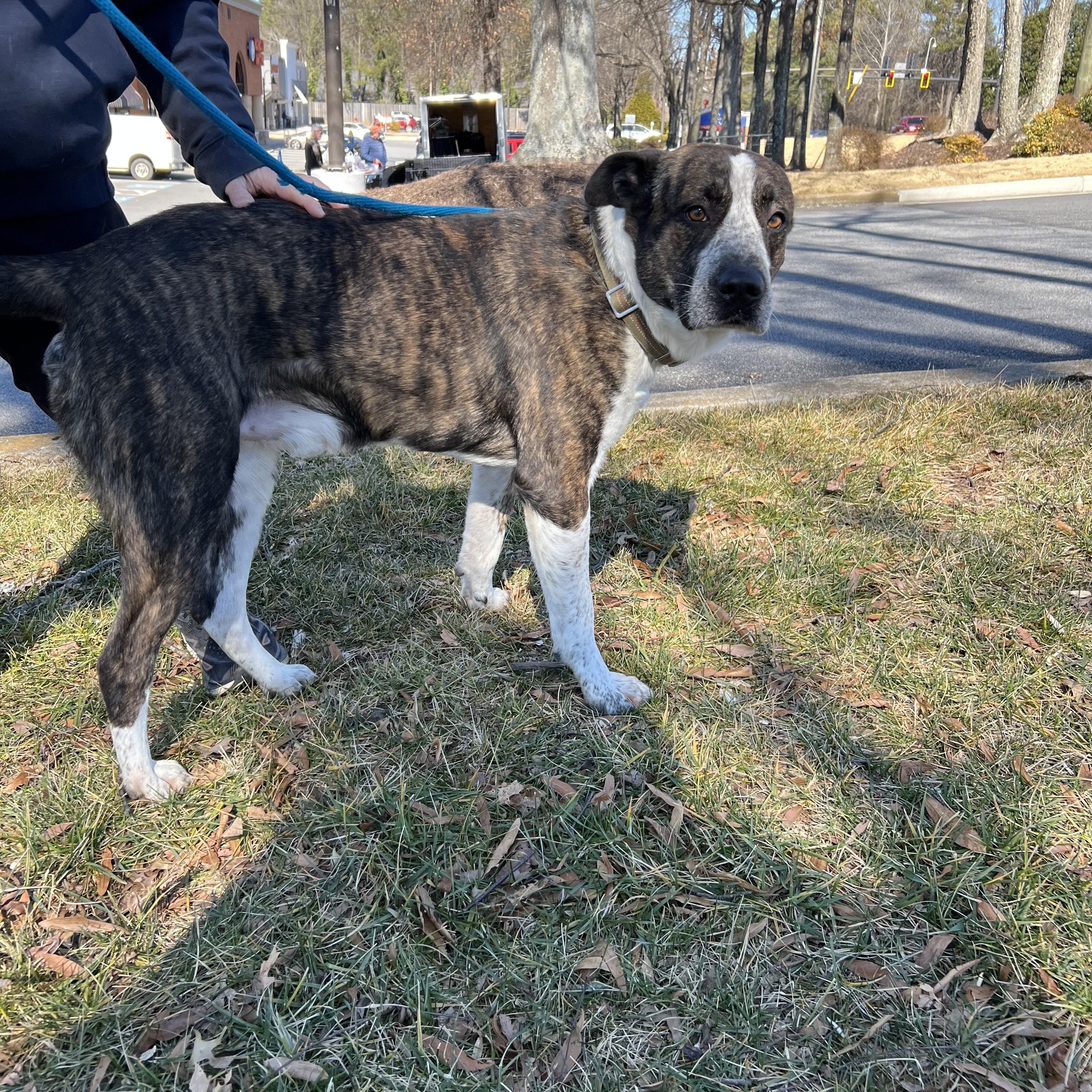 RUGGER, ADOPTABLE, Adult Male Catahoula Leopard Dog.