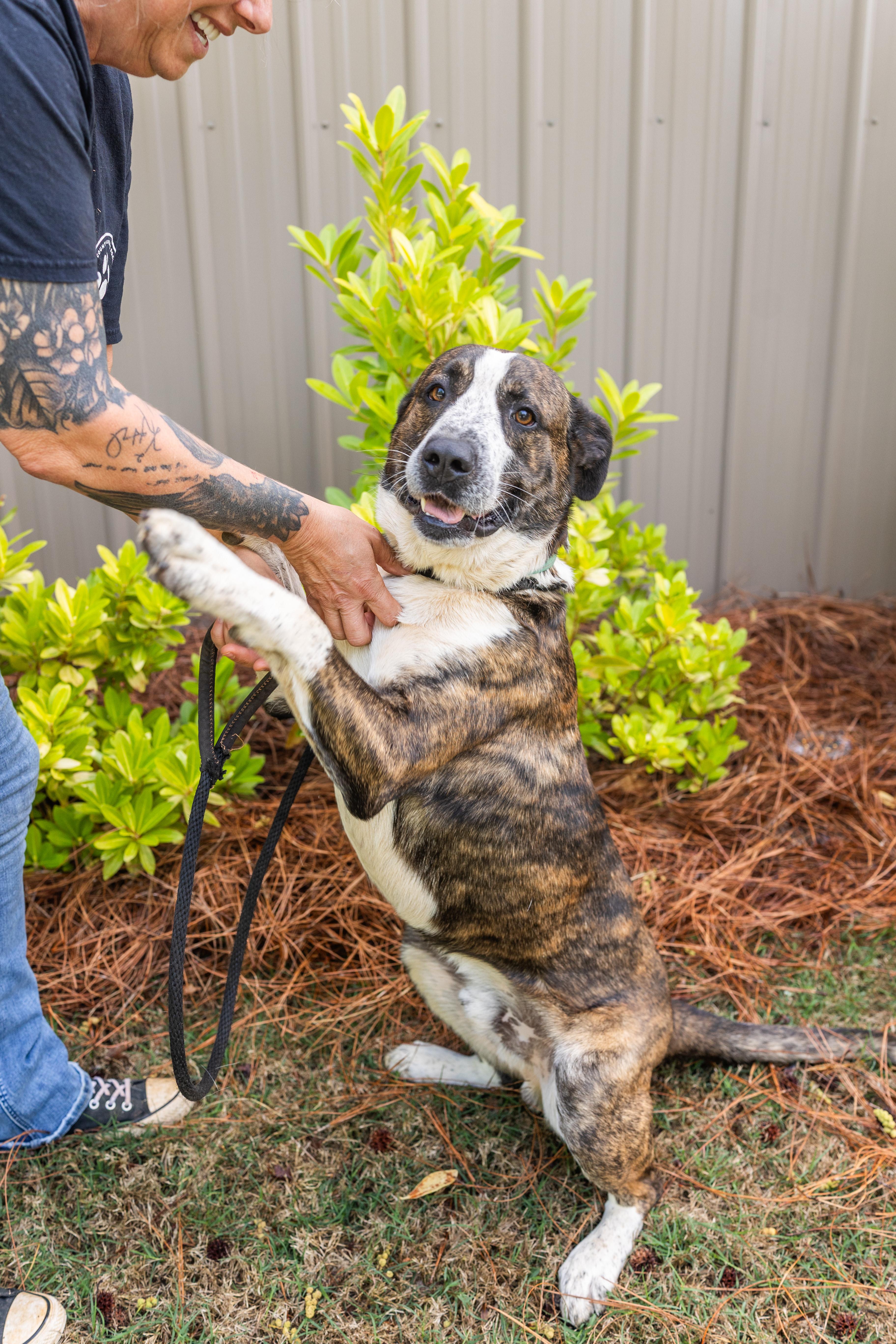 Enlarge RUGER, a ADOPTABLE mixed breed in Newborn, GA image 6/6