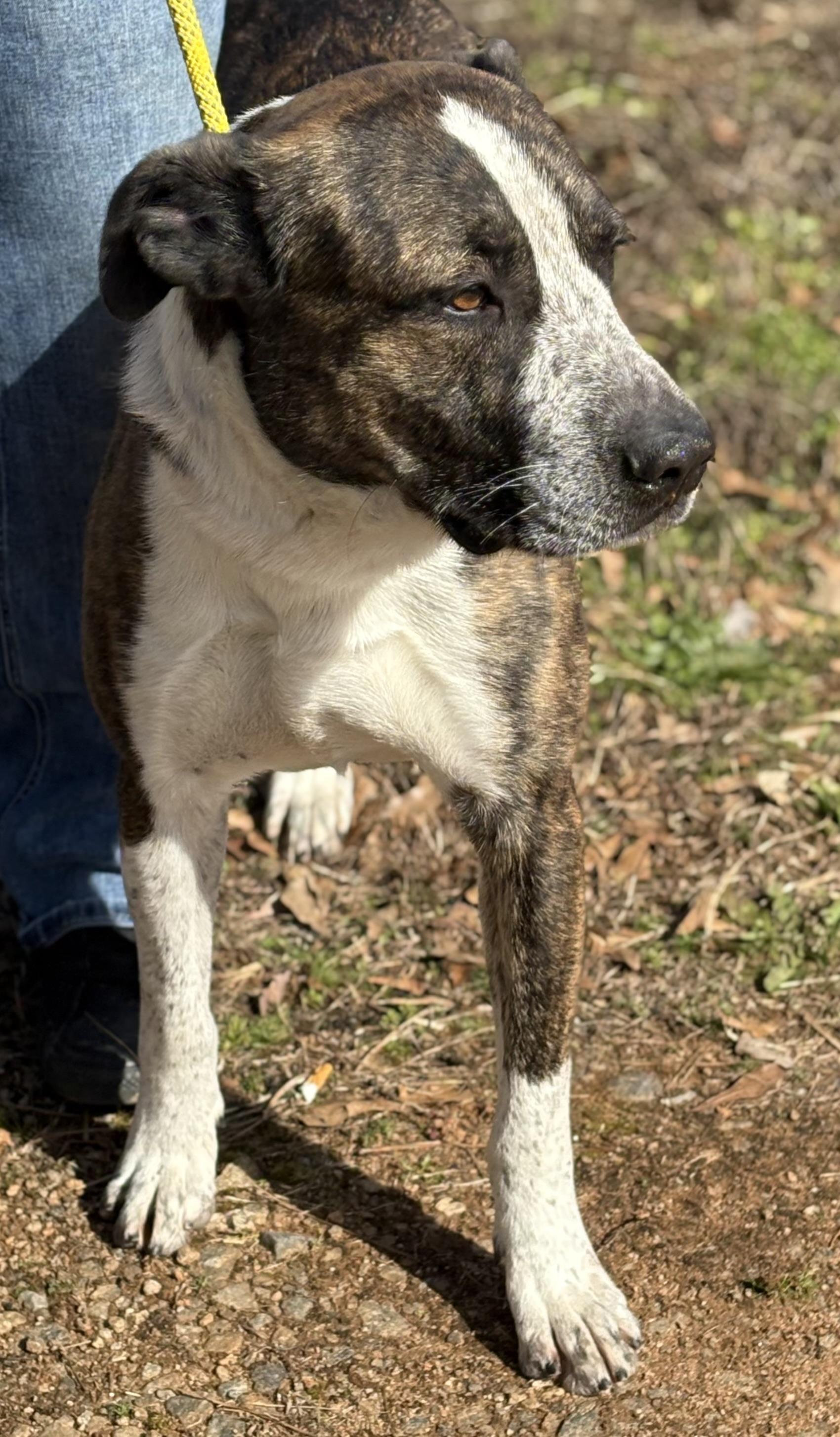 Enlarge RUGGER, a ADOPTABLE mixed breed in Newborn, GA image 3/6