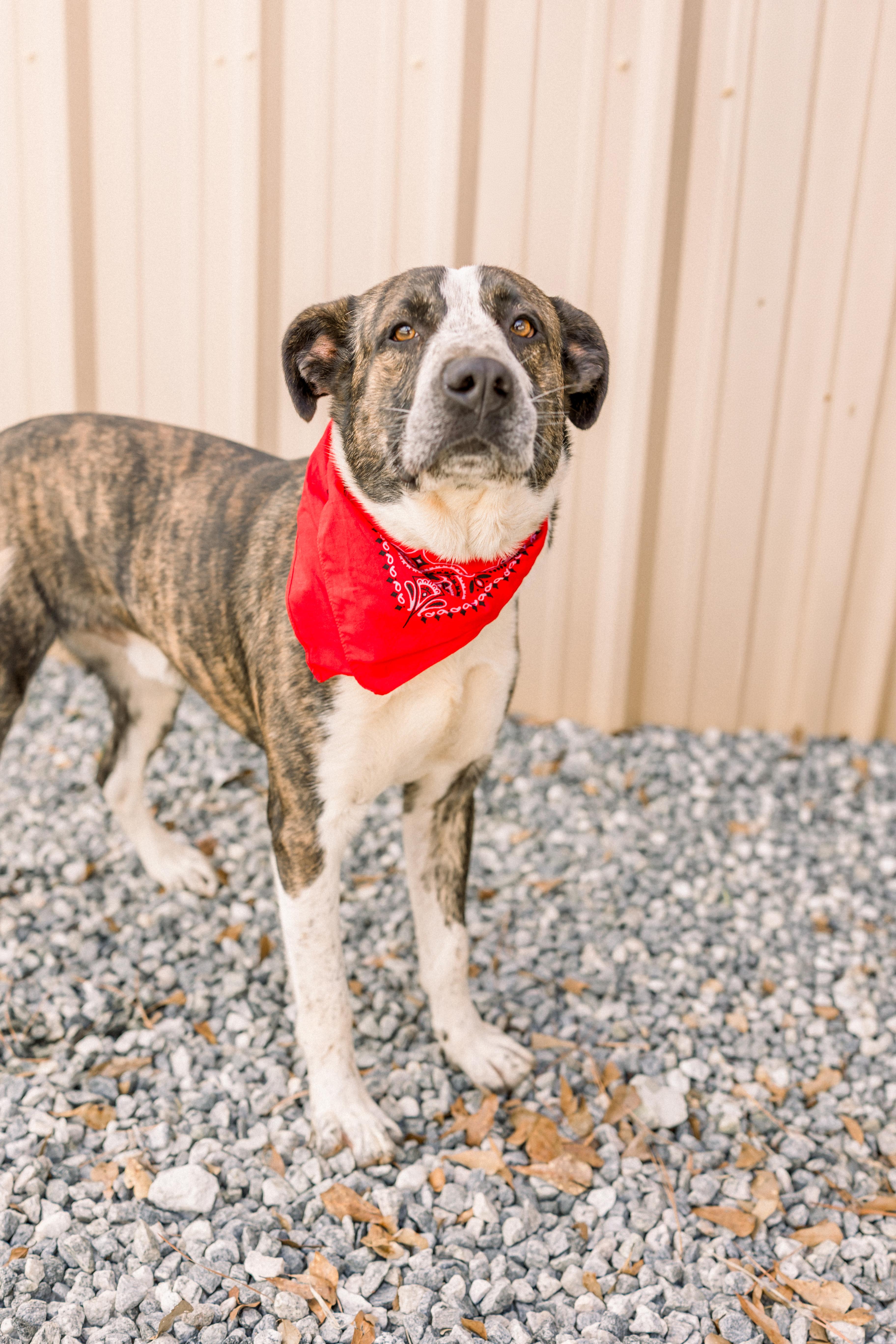 Enlarge RUGER, a ADOPTABLE mixed breed in Newborn, GA image 2/6
