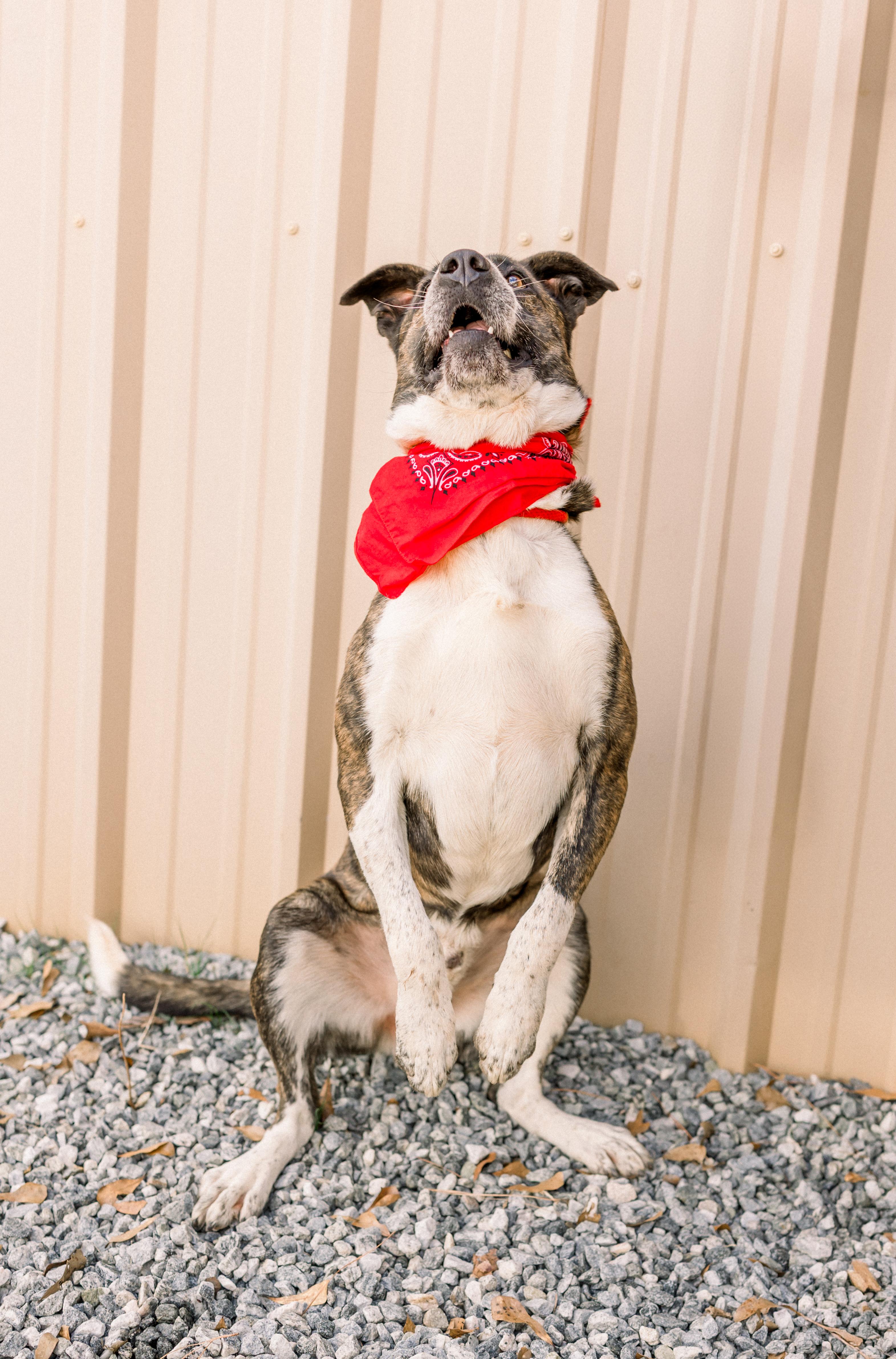 Enlarge RUGER, a ADOPTABLE mixed breed in Newborn, GA image 3/6