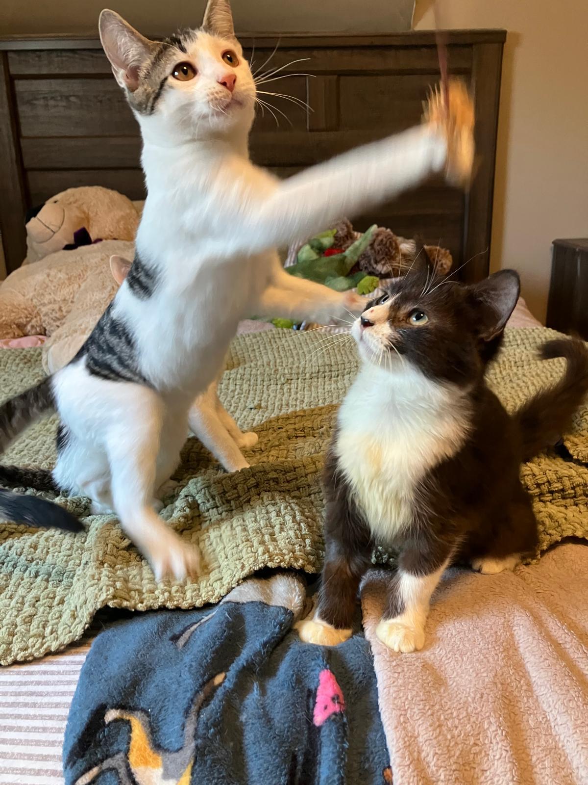 Enlarge Basil, a Adopted Domestic Short Hair in Quincy, MA image 6/6