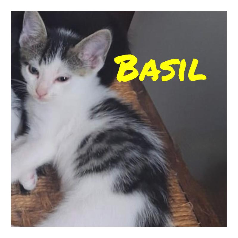 Enlarge Basil, a Adopted Domestic Short Hair in Quincy, MA image 1/6