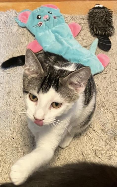 Enlarge Basil, a Adopted Domestic Short Hair in Quincy, MA image 3/6