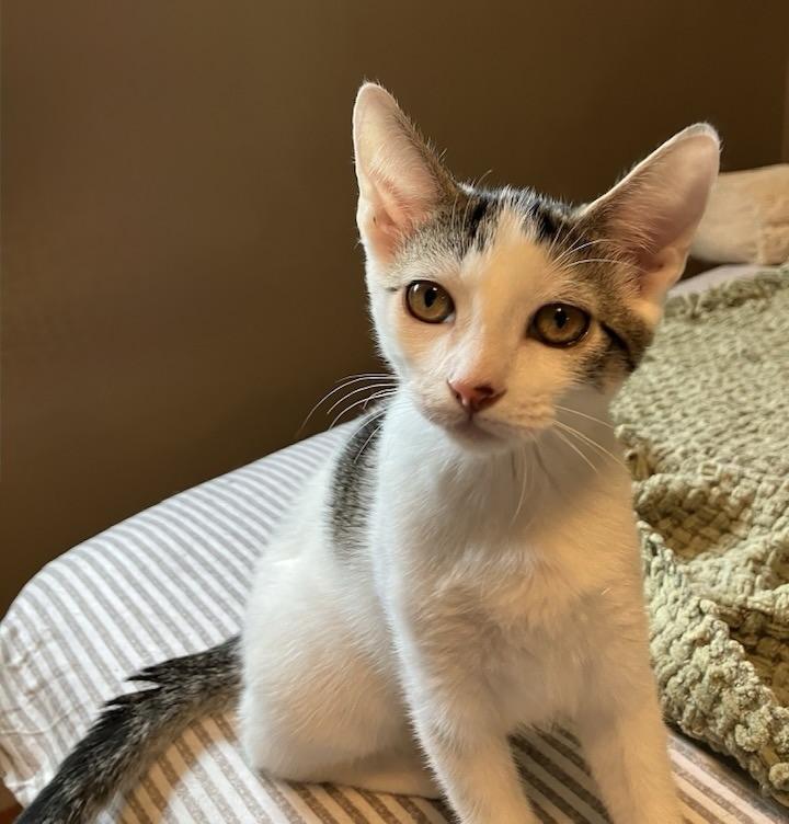 Enlarge Basil, a Adopted Domestic Short Hair in Quincy, MA image 5/6