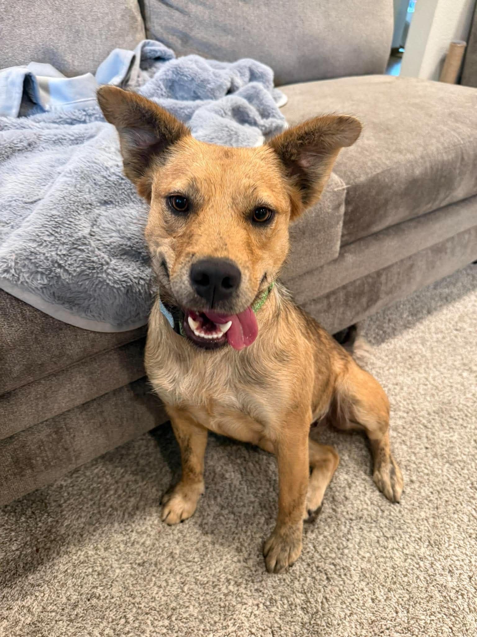Lucy, a ADOPTABLE mixed breed in Hales corners, WI image 4/6