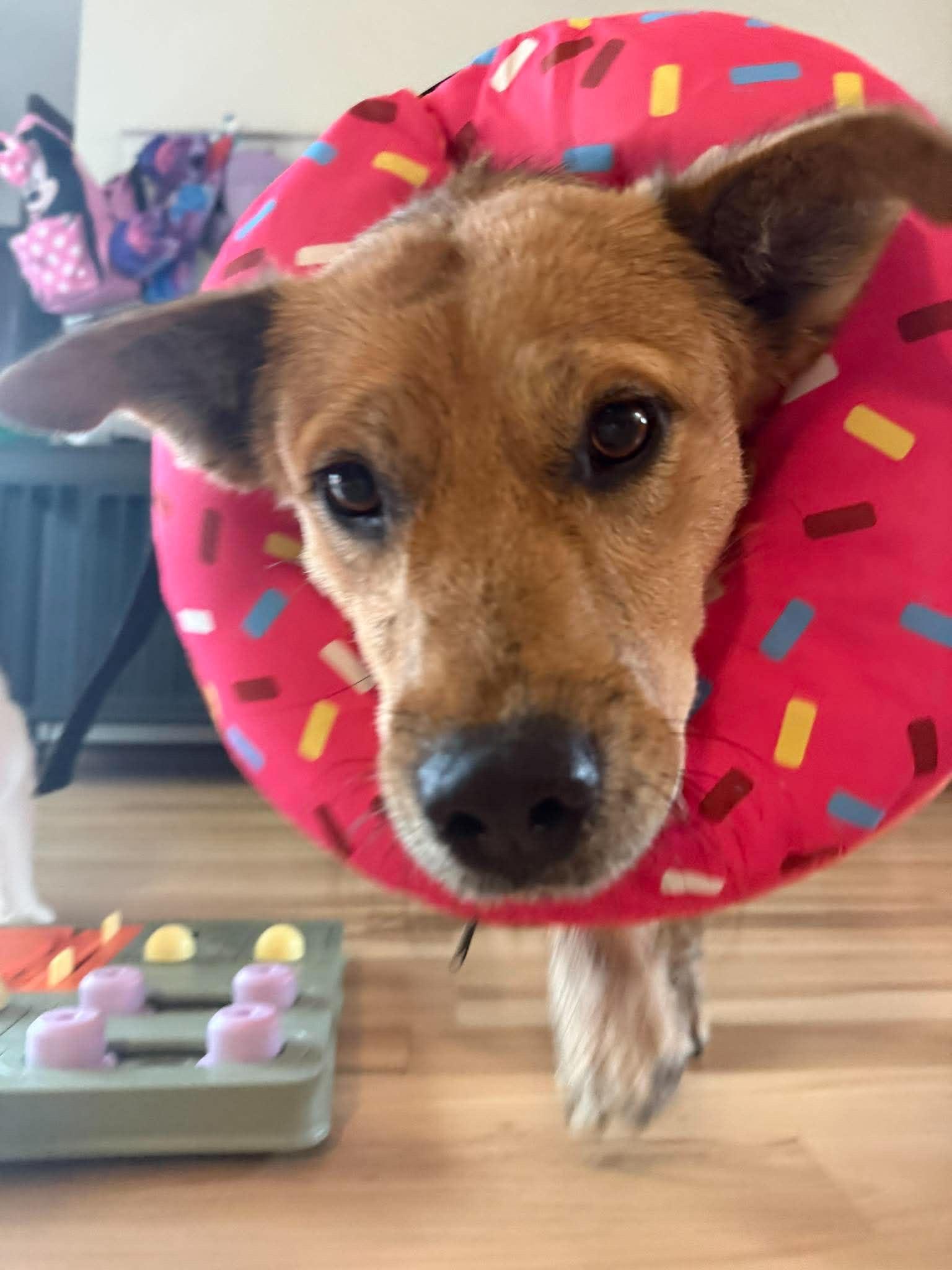 Lucy, a ADOPTABLE mixed breed in Hales corners, WI image 1/6