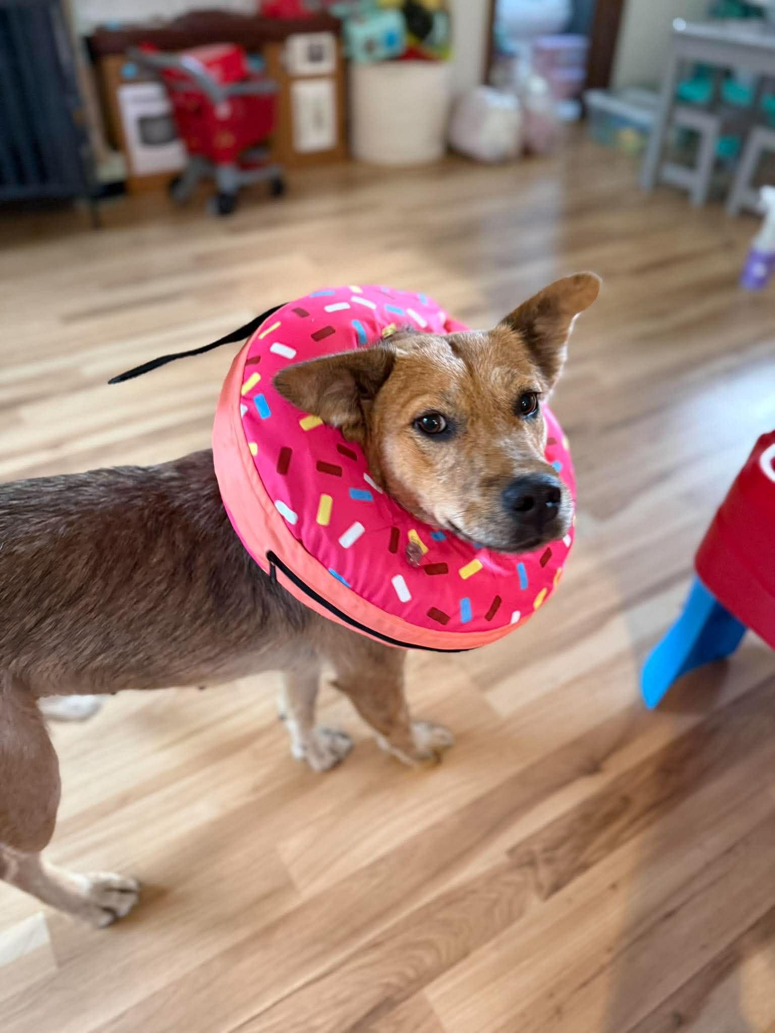 Lucy, a ADOPTABLE mixed breed in Hales corners, WI image 2/6