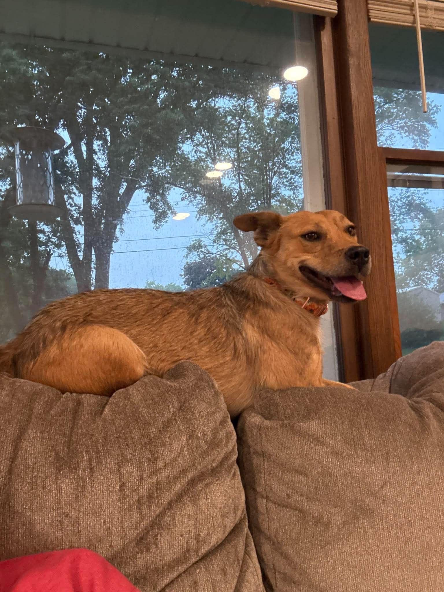 Lucy, a ADOPTABLE mixed breed in Hales corners, WI image 3/6
