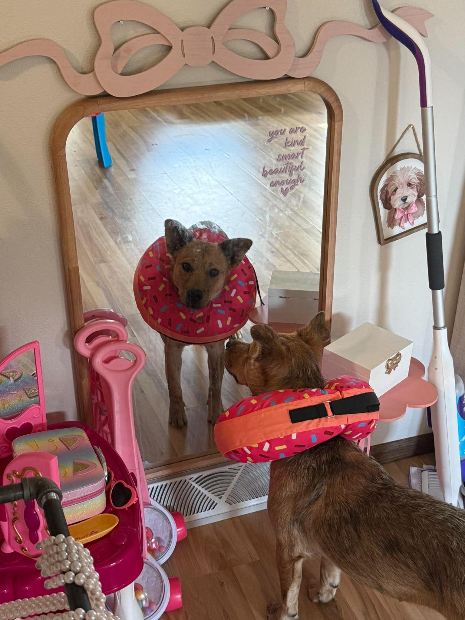 Lucy, a ADOPTABLE mixed breed in Hales corners, WI image 5/6