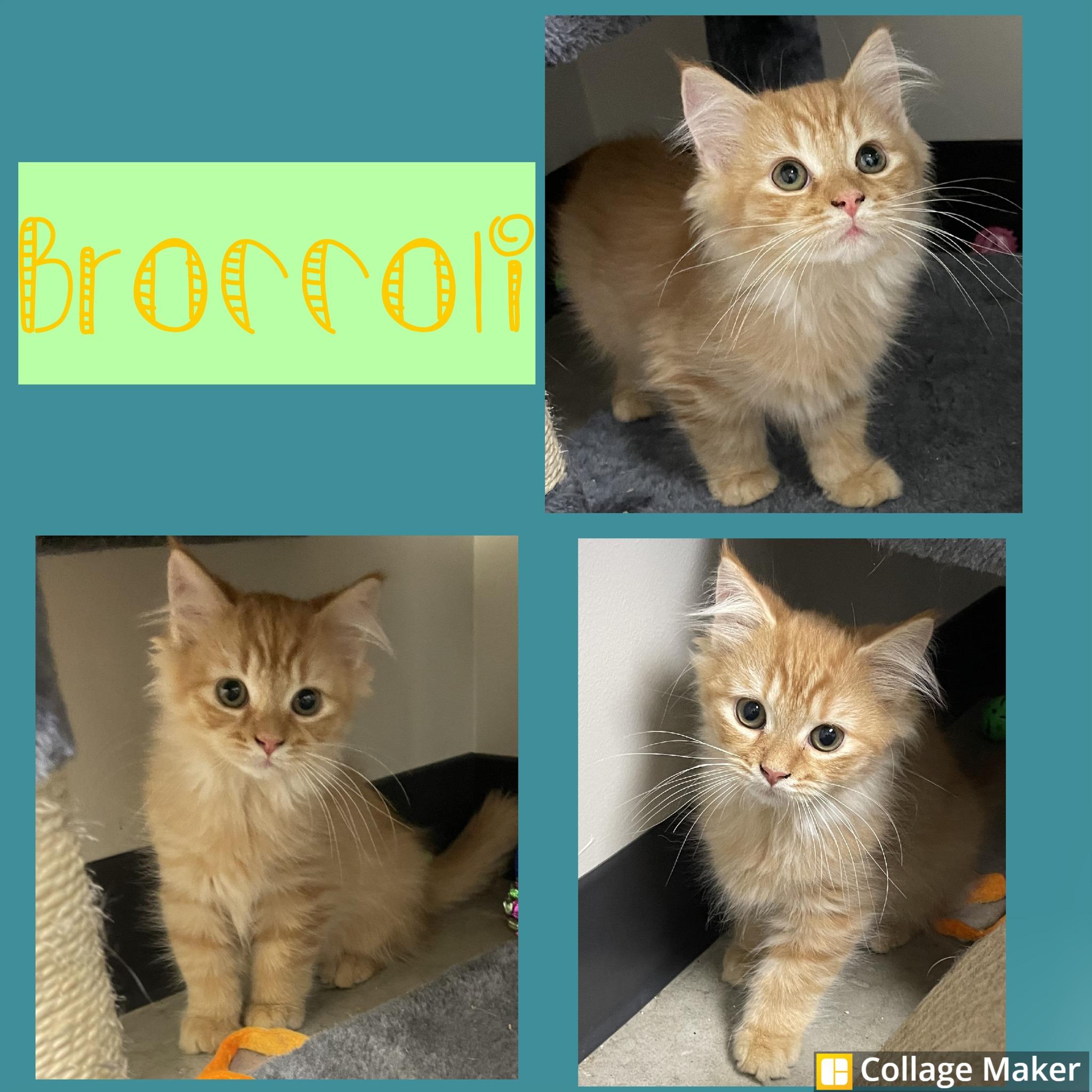 Broccoli