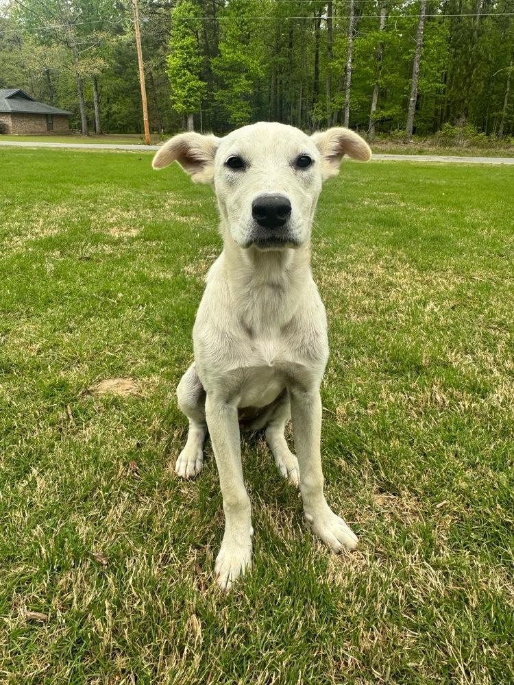 Enlarge Annette, a Adoptable mixed breed in Boston, MA image 1/6
