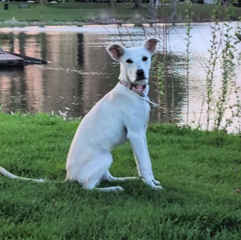 Enlarge Annette, a Adoptable mixed breed in Boston, MA image 2/6