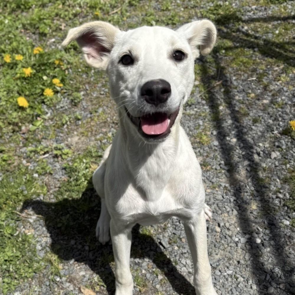 Enlarge Annette, a Adoptable mixed breed in Boston, MA image 3/6